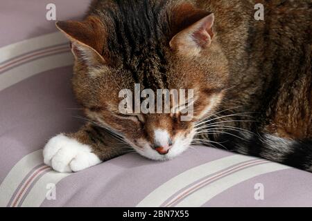 A sleeping cat. (Felis catus) Stock Photo