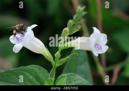Asystasia gangetica , commonly known as the Chinese violet, coromandel or creeping foxglove plant being pollinated by a bee. Stock Photo