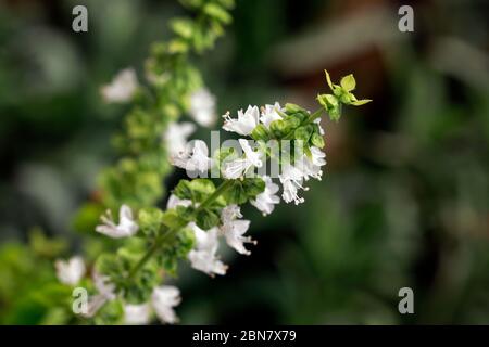 Basil (Ocimum basilicum) flowers on plant. Stock Photo