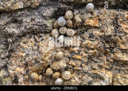 Many snails, a family attached to the stone. Texture background Stock Photo