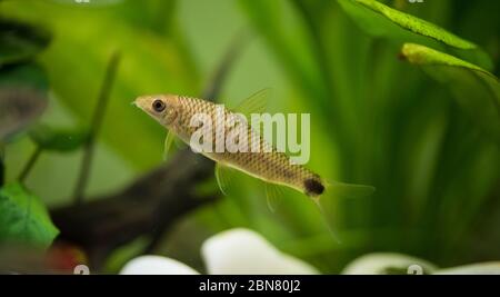 Crossocheilus reticulatus silver flying fox is a freshwater fish Stock Photo
