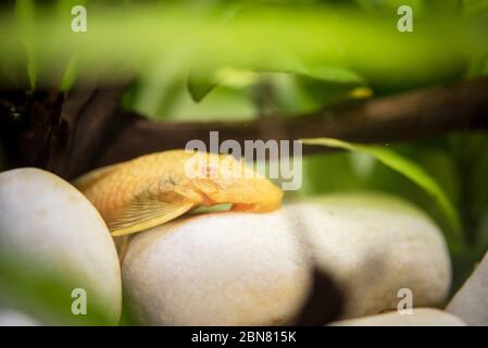 Golden Ancistrus pleco catfish Male albino Bristle-nose tropical freshwater aquarium fish Stock Photo