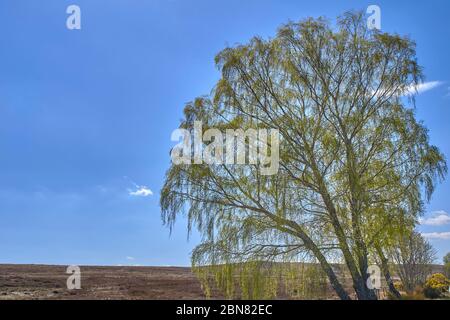DAVA WAY TRAIL MORAY SCOTLAND LEAVES IN SPRING ON AN OLD SILVER BIRCH TREE Betula pendula Stock Photo