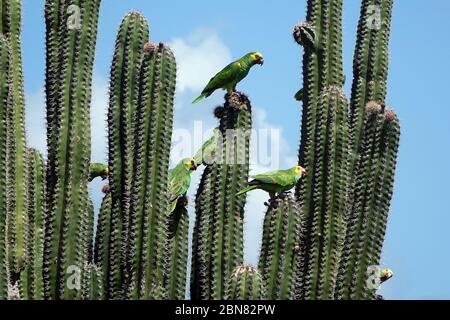 Wild yellow shouldered parrots feeding on cacti, Bonaire island, Caribbean Stock Photo