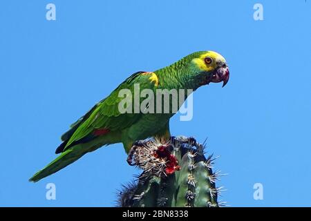 Wild yellow shouldered parrots feeding on cacti, Bonaire island, Caribbean Stock Photo