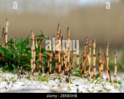 smeared background, fragments of field horsetail. (Latin: Equisetum arvense) is an herb of the horseradish family. Stock Photo