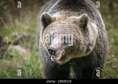 Big brown bear close up portrait in natural habitat green forest Stock Photo