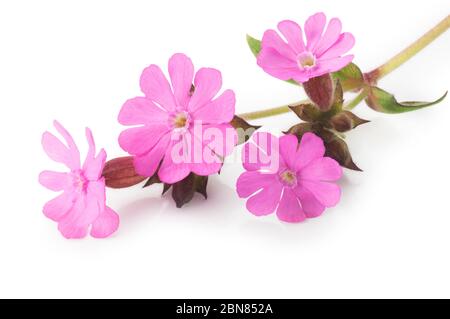 Studio shot of Red Campion cut out against a white background - John Gollop Stock Photo