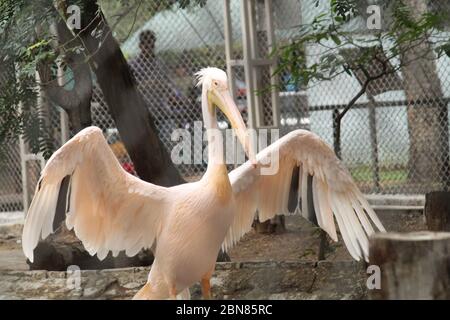 Birds - incredible creatures Stock Photo