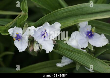 Tradescantia x andersoniana 'Osprey' Stock Photo