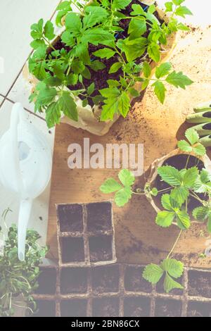 Potted set of vegetable, microssprouts and berries fresh seedlings growing in biodegradable peat moss pots with sunny lights, on wooden table. Top vie Stock Photo