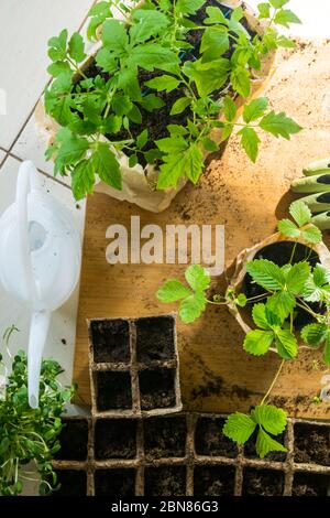 Potted set of vegetable, microssprouts and berries fresh seedlings growing in biodegradable peat moss pots with sunny lights, on wooden table. Top vie Stock Photo