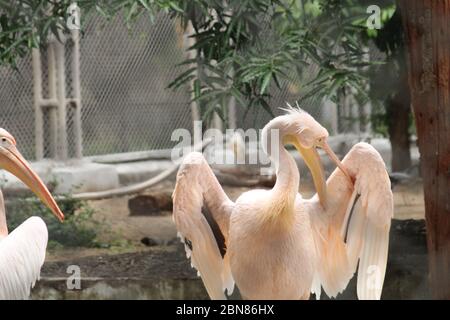 Birds - incredible creatures Stock Photo
