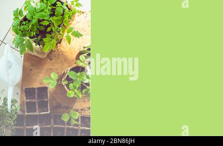 Potted set of vegetable, microssprouts and berries fresh seedlings growing in biodegradable peat moss pots with sunny lights, on wooden table. Top vie Stock Photo