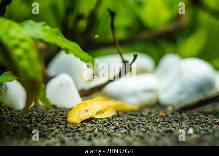 Golden Ancistrus pleco catfish Male albino Bristle-nose tropical freshwater aquarium fish Stock Photo