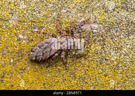 Fence post jumping spider (Marpissa muscosa) Stock Photo