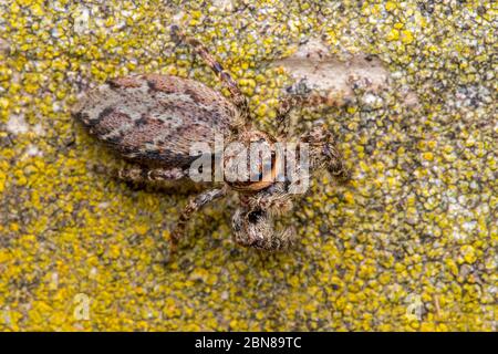 Fence post jumping spider (Marpissa muscosa) Stock Photo