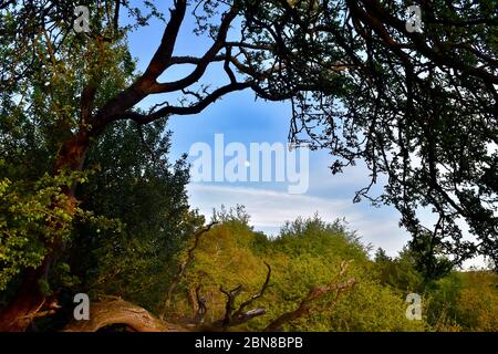 Early evening moon viewed through the trees from a public footpath to Ryburn Reservoir. Stock Photo