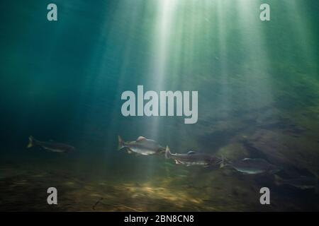 School of Pink Salmon swiming in a tributary of the Squamish River, in British Columbia, Canada. Stock Photo