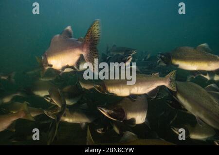 A large school of Pink Salmon in the Squamish River, British Columbia, Canada. Stock Photo