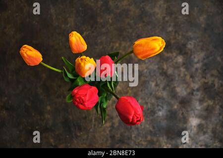 Bright flowers on dark background, tulips view from top Stock Photo
