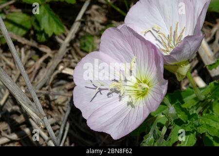Pink Evening Primrose Stock Photo