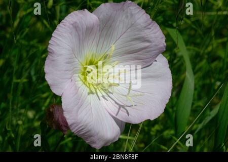 Pink Evening Primrose Stock Photo