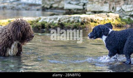 Two dogs having a stand off in water, looking at each other anticipating the next move Stock Photo