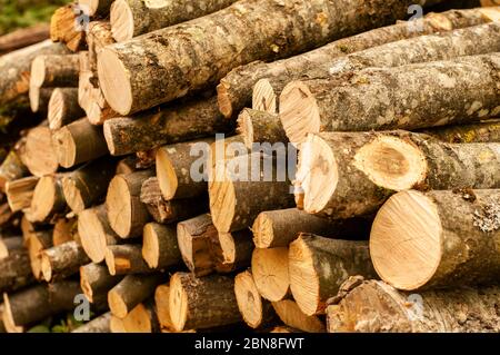 close-up of a heap of firewood stored in a forest Stock Photo