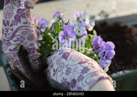 Gardeners hands planting flowers in pot with dirt or soil in container on terrace balcony garden. Gardening concept Stock Photo