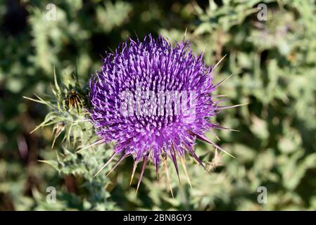 Milk thistle Stock Photo