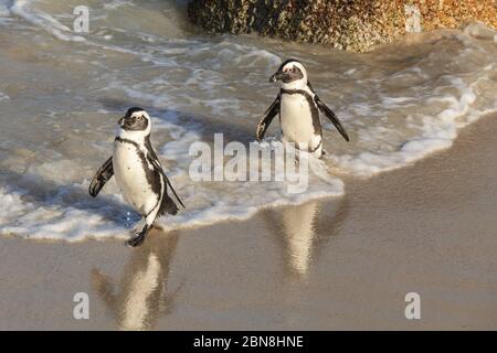 Pair of African penguins (Spheniscus demersus) also known as Cape or jackass penguins, walking at Boulders Beach, Cape Town, South Africa
