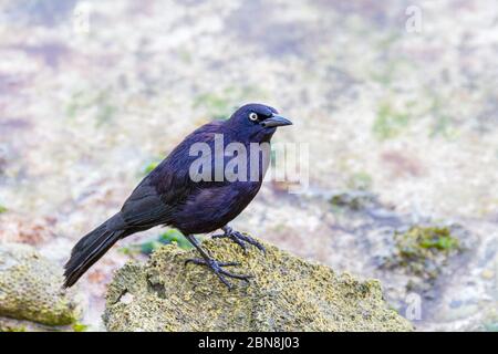 Black carib grackle on stone in sea of Bonaire Stock Photo