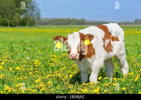 One red Holstein calf standing in european meadow with flowering yellow dandelions Stock Photo