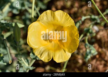 Yellow hornpoppy Stock Photo