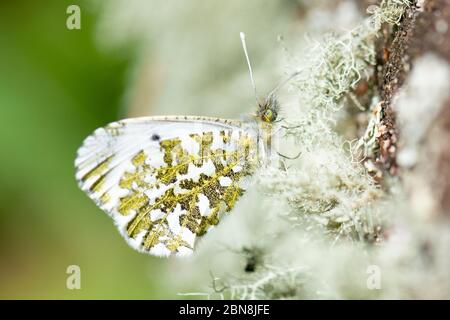 Orange tip butterfly - Anthocharis cardamines - female - resting on lichen - UK Stock Photo