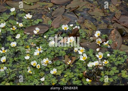Blooming Water-crowfoot and floating leaves of Broad-leaved pondweed in a small river Stock Photo