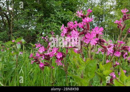 Beautiful pink flowers of Red campion, also known as Red catchfly Stock Photo