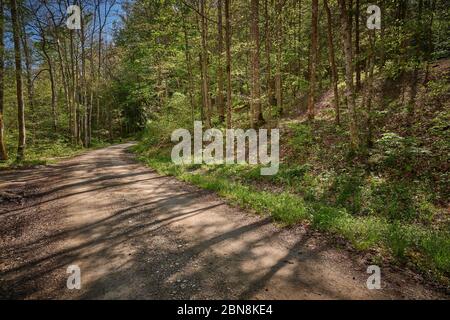 Gravel forest service road through a lush forest. Stock Photo