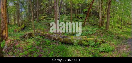 Panoroma of moss covered logs laying on forest foor in Daniel Boone National Forest. Stock Photo