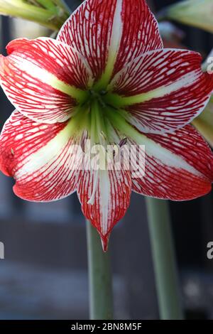 Belladonna (porn star Stock Photo - Alamy