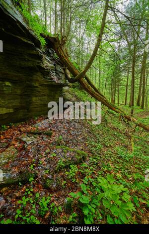 Dead fallen tree over rock ledge. Stock Photo