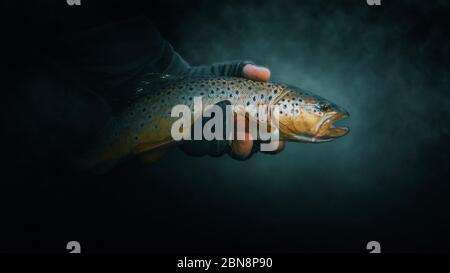Beautiful trout close-up on a dark background. Stock Photo