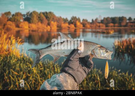 Asp in the hand of a fisherman against the backdrop of an autumn river. Stock Photo
