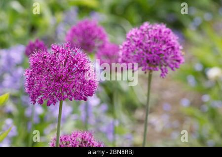 Allium 'Purple Sensation' in a cottage garden. Stock Photo