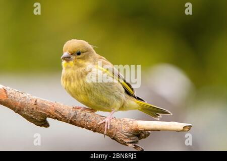 Greenfich, Juvenile, young Greenfinch, perched on a branch in a British Garden. Stock Photo