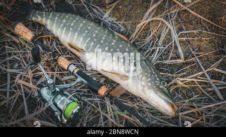 Close-up of a pike next to a spinning rod. Stock Photo