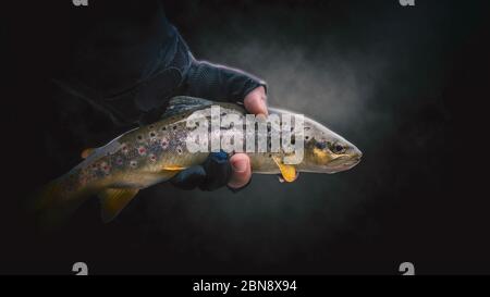 Closeup of rainbow trout and fishing reel held by fisherman Stock Photo -  Alamy