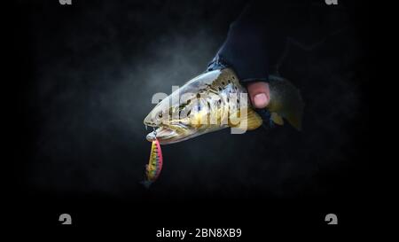 Close-up trout in the hand of a fisherman on a dark background. Stock Photo