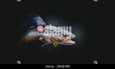 Brook trout in the hand of a fisherman. Stock Photo